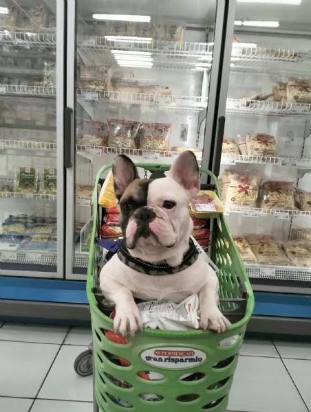 Bulldog francese da monta con pedigree  | Foto 2