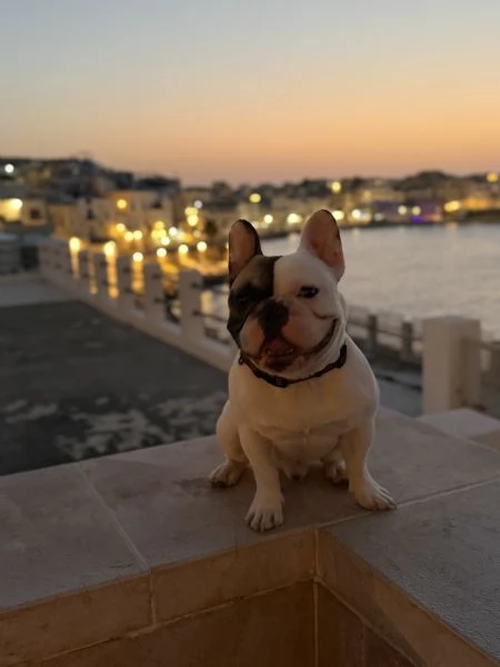 Bulldog francese da monta con pedigree  | Foto 1