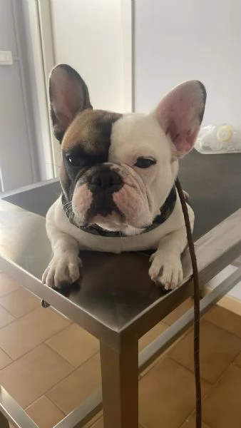 Bulldog francese da monta con pedigree  | Foto 0