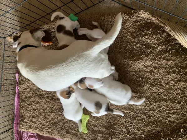 Cuccioli Jack Russell | Foto 3