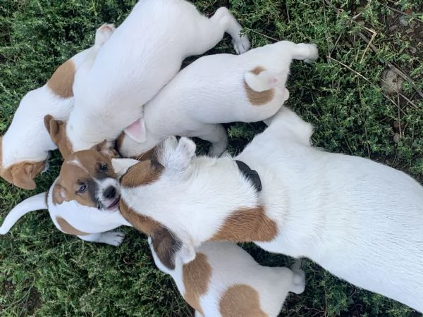 Cuccioli Jack Russell | Foto 0