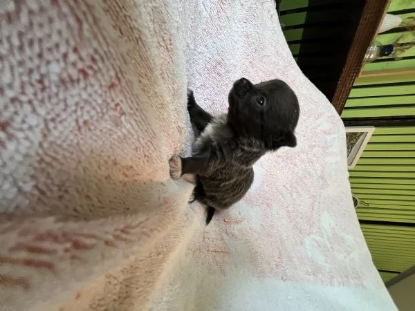 Chihuahua blue