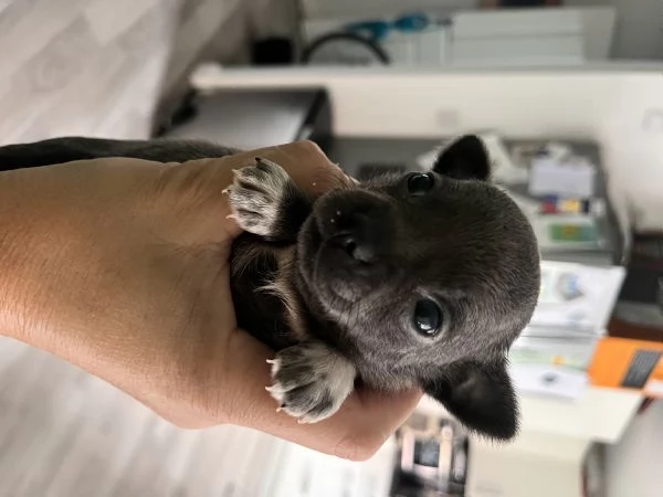 Chihuahua blue | Foto 5