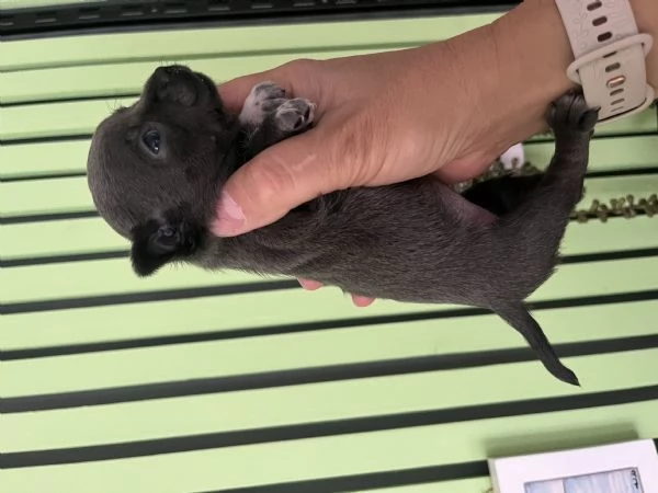 Chihuahua blue | Foto 4