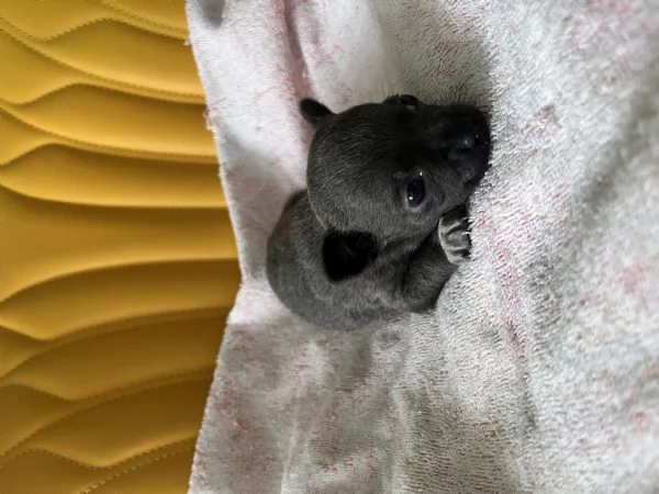 Chihuahua blue | Foto 3