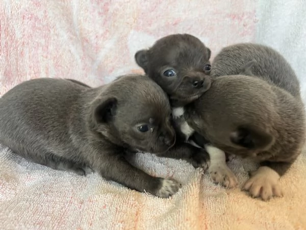 Chihuahua blue | Foto 2