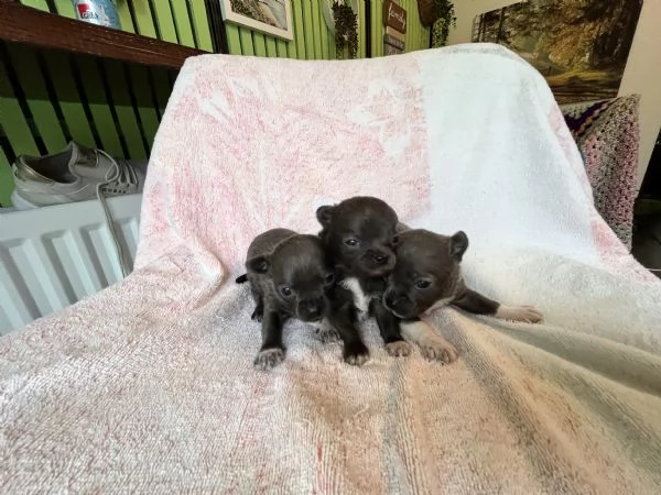 Chihuahua blue | Foto 1