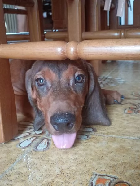 cuccioli caccia/compagnia
