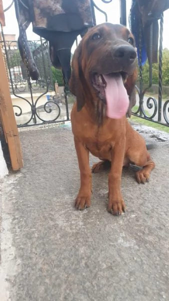 cuccioli caccia/compagnia | Foto 1