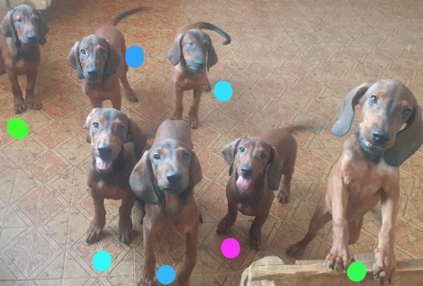 cuccioli caccia/compagnia | Foto 0