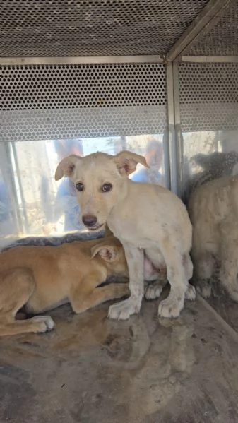 Cuccioli cercano case