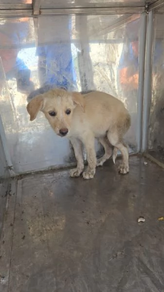 Cuccioli cercano case | Foto 6