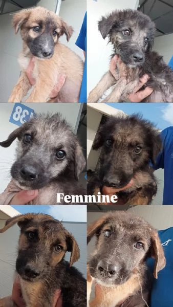 Cuccioli cercano case | Foto 4