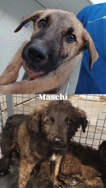 Cuccioli cercano case | Foto 3