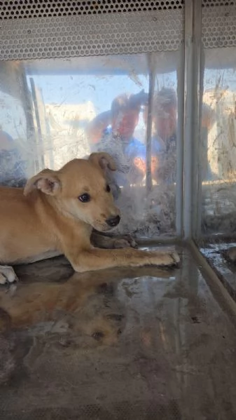 Cuccioli cercano case | Foto 1