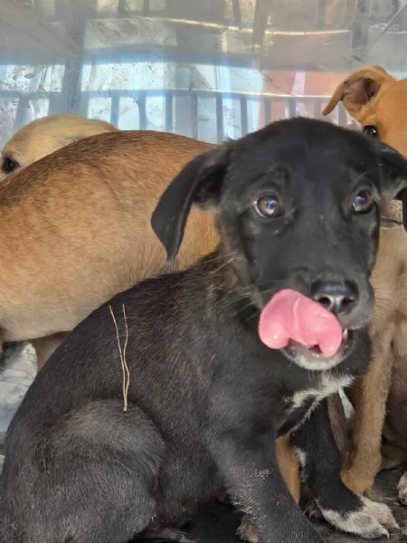 Cuccioli cercano case | Foto 0