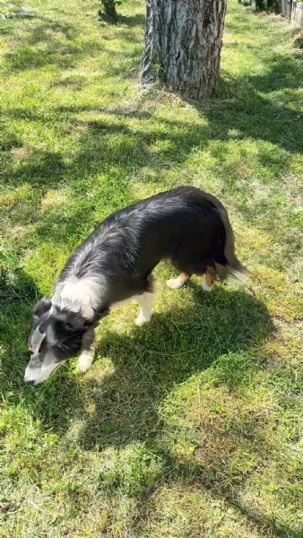 regalo border collie di 5 anni