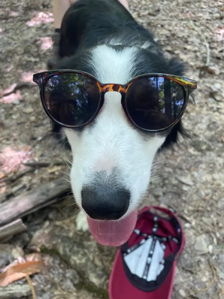 regalo border collie di 5 anni | Foto 1