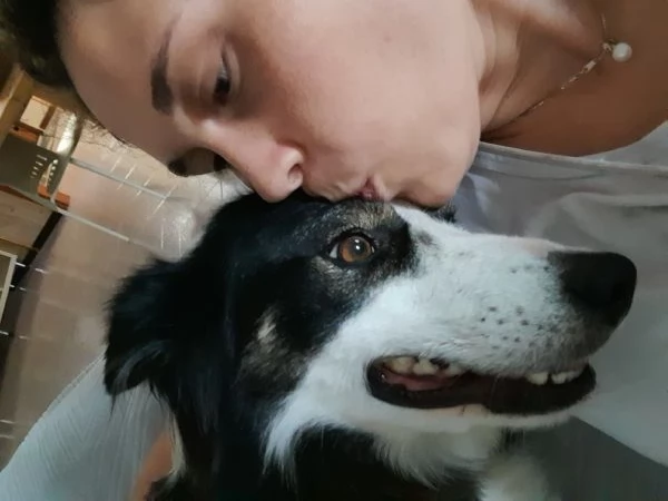 regalo border collie di 5 anni | Foto 0