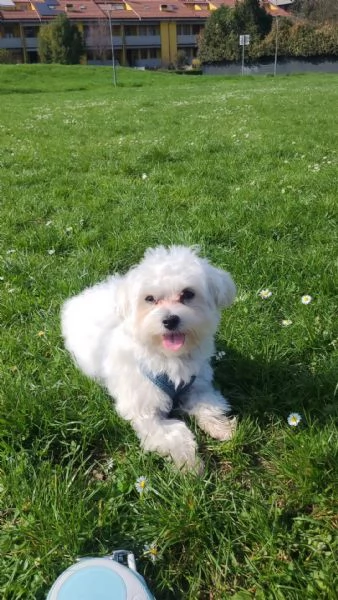 Cedo cane Maltese senza pedigree, ma regolarmente microchippato vaccinato e sterminato,ha 15 mesi 