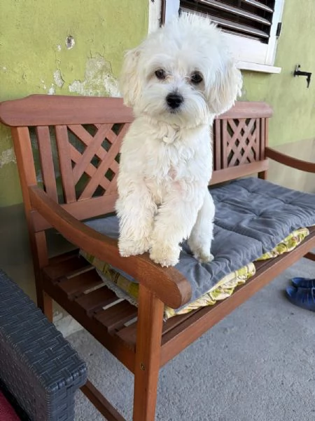Cedo cane Maltese senza pedigree, ma regolarmente microchippato vaccinato e sterminato,ha 15 mesi  | Foto 4