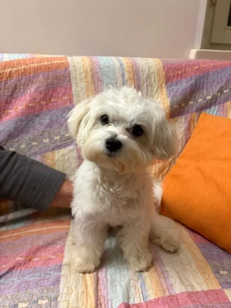 Cedo cane Maltese senza pedigree, ma regolarmente microchippato vaccinato e sterminato,ha 15 mesi  | Foto 3