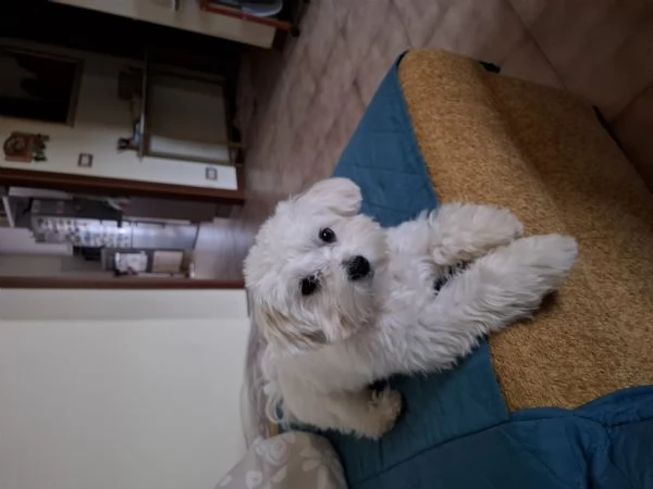 Cedo cane Maltese senza pedigree, ma regolarmente microchippato vaccinato e sterminato,ha 15 mesi  | Foto 2