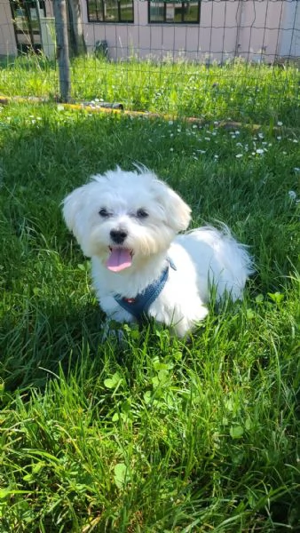 Cedo cane Maltese senza pedigree, ma regolarmente microchippato vaccinato e sterminato,ha 15 mesi  | Foto 1