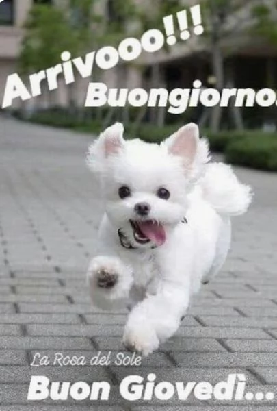 Cedo cane Maltese senza pedigree, ma regolarmente microchippato vaccinato e sterminato,ha 15 mesi  | Foto 0