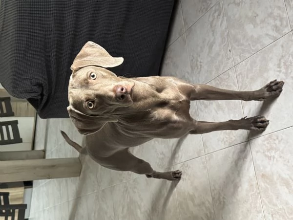 Vendita cucciola Weimaraner 11 mesi