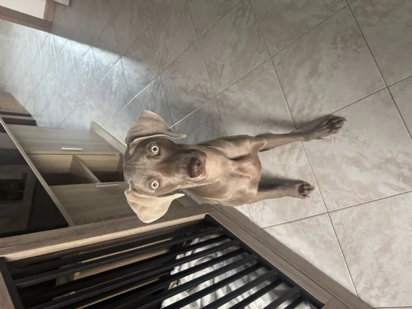 Vendita cucciola Weimaraner 11 mesi | Foto 2