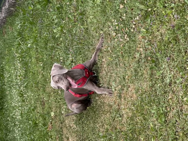 Vendita cucciola Weimaraner 11 mesi | Foto 1