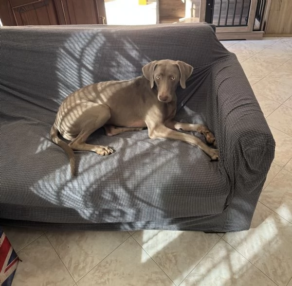 Vendita cucciola Weimaraner 11 mesi | Foto 0