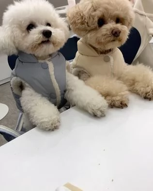 Cachorros adorables buscan un nuevo hogar  Buscamos familias responsables y cariñosas para nuestros 