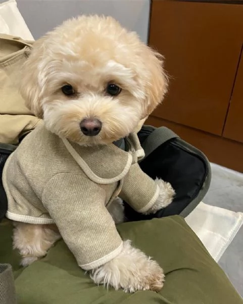 Cachorros adorables buscan un nuevo hogar  Buscamos familias responsables y cariñosas para nuestros  | Foto 0