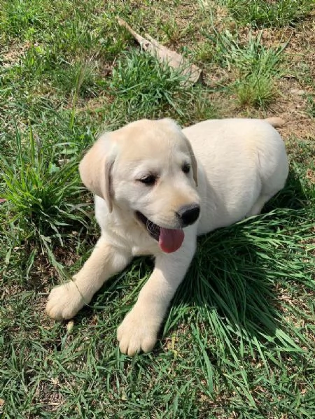 Cachorros adorables buscan un nuevo hogar | Foto 0