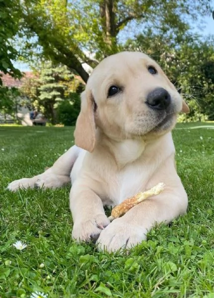 Cachorros adorables buscan un nuevo hogar
