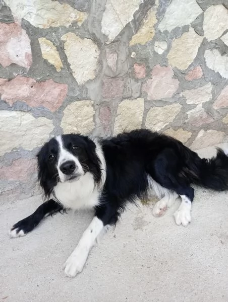 Vendo cane border colli