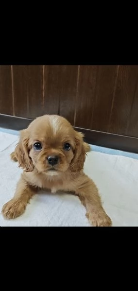 Cavalier king blenheim e ruby