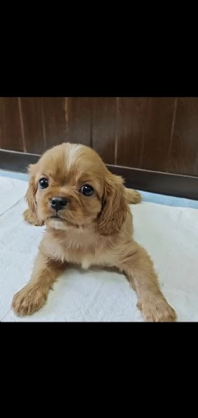 Cavalier king blenheim e ruby | Foto 1