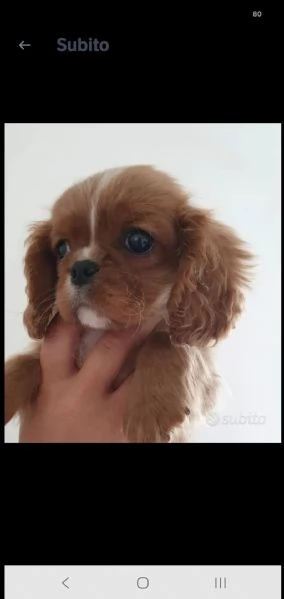 Cavalier king blenheim e ruby | Foto 0