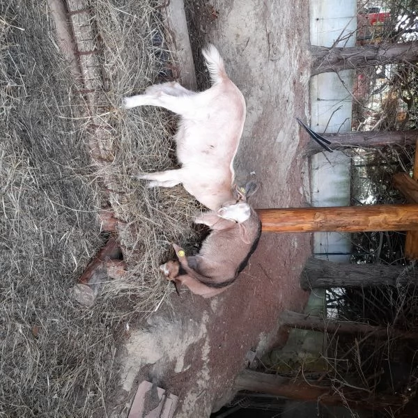 CAPRETTI IN VENDITA | Foto 0