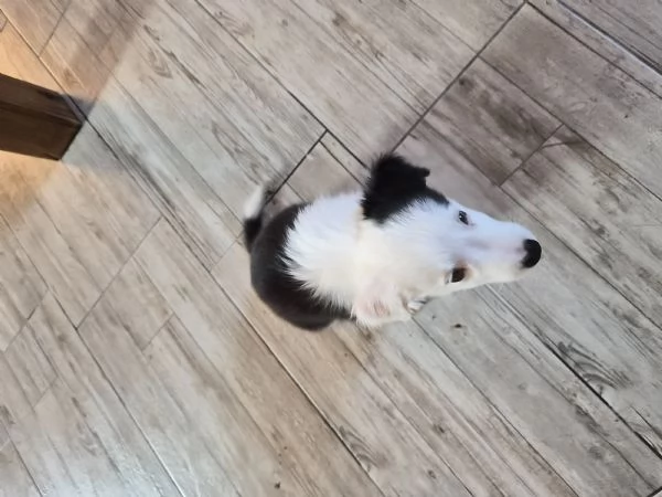 Cuccioli di border collie  | Foto 4