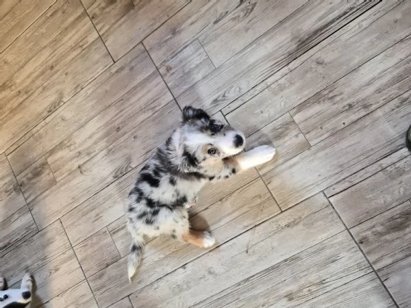 Cuccioli di border collie  | Foto 3