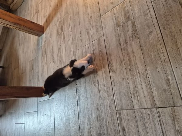Cuccioli di border collie  | Foto 2