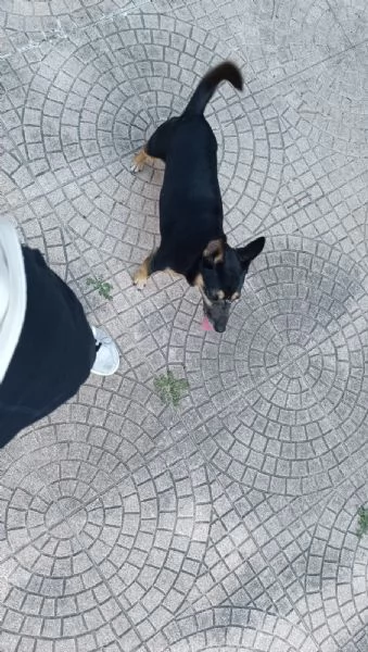 Bobby,Rasty e Leone | Foto 6