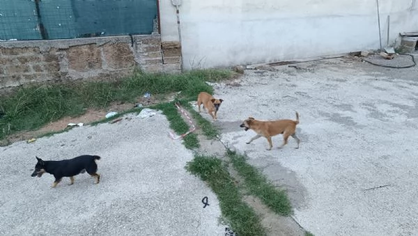 Bobby,Rasty e Leone | Foto 5