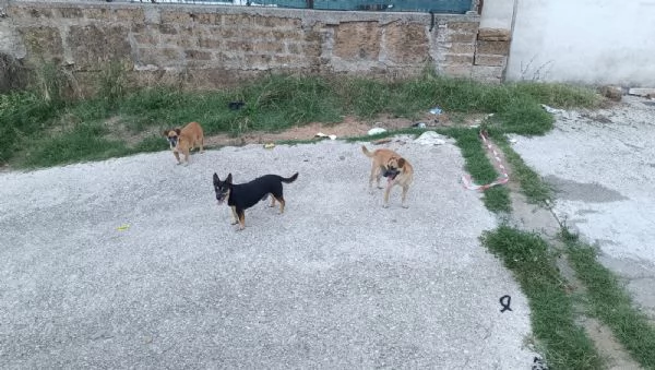 Bobby,Rasty e Leone