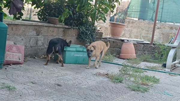 Bobby,Rasty e Leone | Foto 3