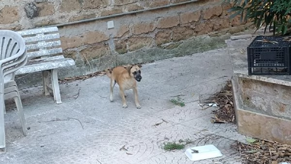 Bobby,Rasty e Leone | Foto 2